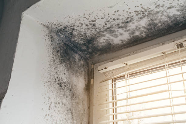 Affordable Black Mold Remediation solutions in Aurora, CO